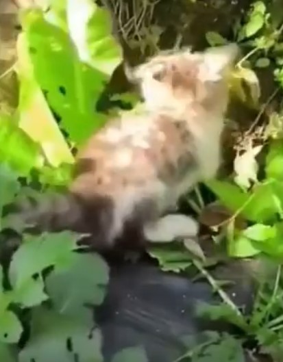 Phát hiện chuột trong vườn rau, mèo 